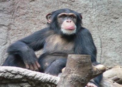 شامپانزه ها با این روش زخمهای شان را درمان می کنند